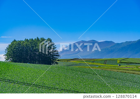 (Gunma Prefecture) Cabbage field on the larch hill in Tsumagoi Village 128870114