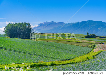 (群馬縣)嬬戀村落葉松丘陵的捲心菜田 (群馬縣)嬬戀村落葉松丘陵的捲心菜田 128870121