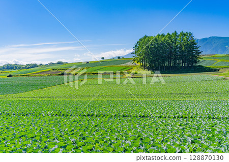 (Gunma Prefecture) Cabbage field on the larch hill in Tsumagoi Village 128870130