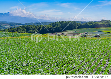 (群馬縣)嬬戀村、落葉松山、高麗菜地 (群馬縣)嬬戀村、落葉松山、高麗菜地 128870313