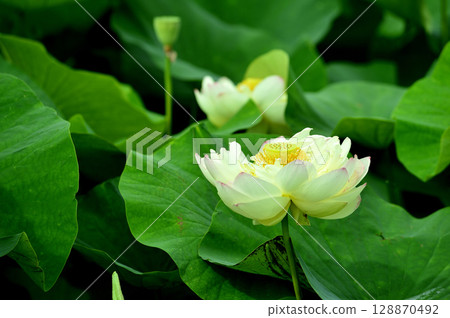 在農村看到的蓮花 在農村看到的蓮花 128870492