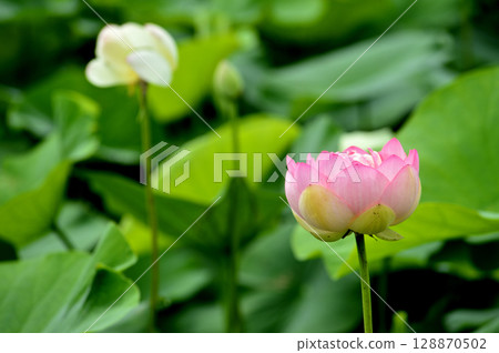 在農村看到的蓮花 在農村看到的蓮花 128870502