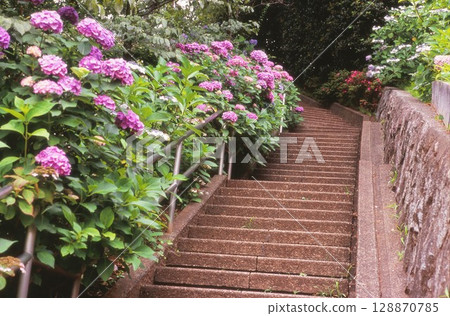 多摩川台公園的樓梯和繡球花 128870785