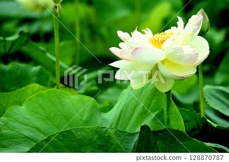 在農村看到的蓮花 在農村看到的蓮花 128870787