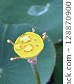 Closeup of a yellow lotus seedpod, with all the flower petals withered away. 128870900