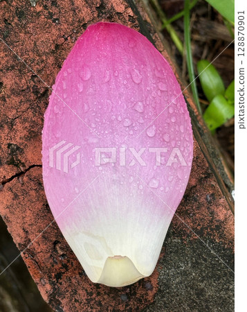 Closeup of a pink lotus petal with water droplets, placed on a brick.stage, ballroom hall, convention hall, hall, point light, interior design, suspended, decoration, pointlight, indoor, gallery, show 128870901