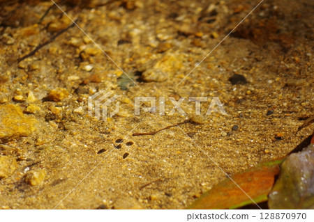 Water striders floating on the water 128870970