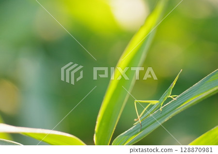 綠葉上的蚱蜢 綠葉上的蚱蜢 128870981