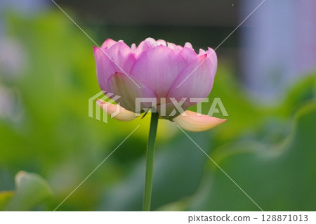 Lotus flower Lotus flower 128871013