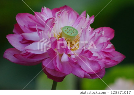 Pink lotus Pink lotus 128871017