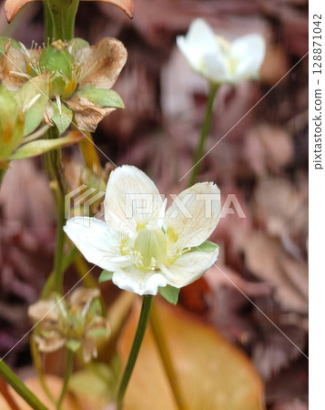 可愛的小雞蛋花 128871042