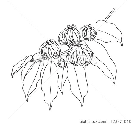 Flowering Ylang-Ylang Branch Outline Drawing Flowering Ylang-Ylang Branch Outline Drawing 128871048