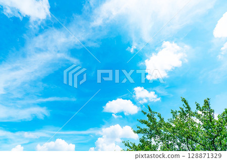 Blue sky, clouds and grove 128871329