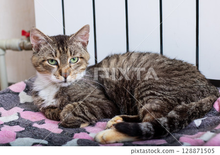 A Relaxed Tabby Cat Lounging Comfortably on a Soft and Cozy Blanket in a Home Environment 128871505