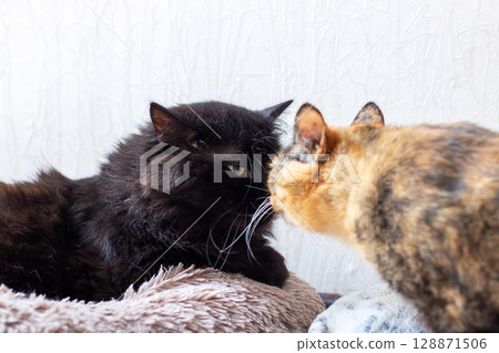The Interaction of Two Cats Up Close, Capturing Their Adorable and Playful Nature 128871506