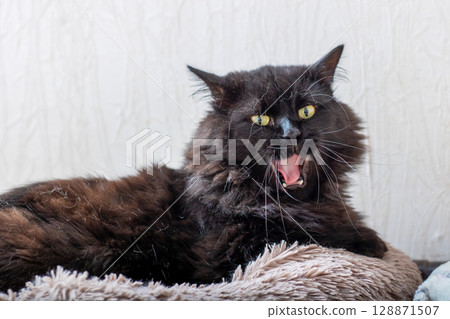 A sassy black cat with glistening water droplets has been beautifully captured midmeow 128871507