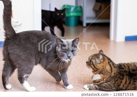Three cute cats are playfully interacting in a cozy, colorful indoor living space 128871516