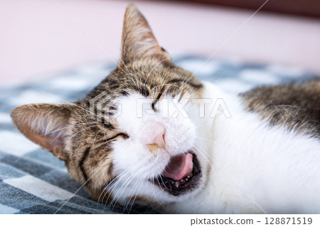 A Happy Cat Smiling with a Joyful and Cheerful Expression Full of Delight and Love 128871519