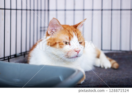 An adorable and charming ginger cat is comfortably resting inside a cozy cage for pets An adorable and charming ginger cat is comfortably resting inside a cozy cage for pets 128871524