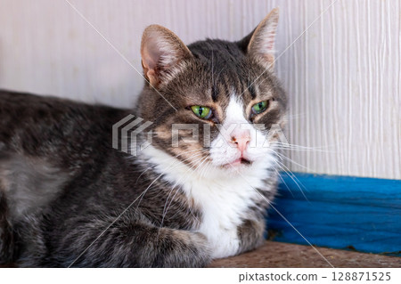 A CloseUp Image of a Completely Relaxed Cat with Strikingly Beautiful Green Eyes 128871525
