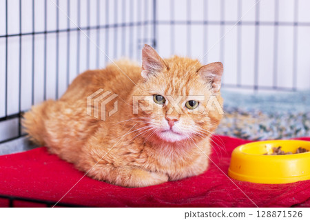 An Adorable and Cute Ginger Cat Enjoying a Relaxing Moment in Its Safe Shelter Space 128871526