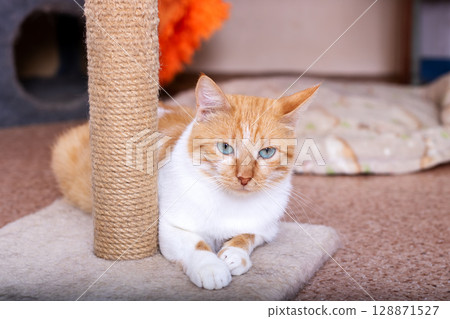 A Charming Ginger Cat is Relaxing by a Scratching Post, Enjoying Its Peaceful Time 128871527