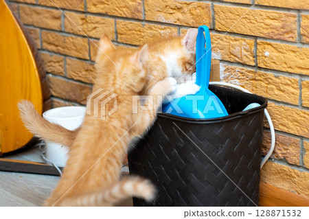 A small kitten is happily playing with a blue object found in a trash can A small kitten is happily playing with a blue object found in a trash can 128871532
