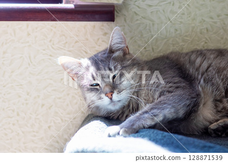 A cat rests peacefully, laying on a soft blanket with eyes closed A cat rests peacefully, laying on a soft blanket with eyes closed 128871539