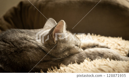 cat sleep on the couch 128871935