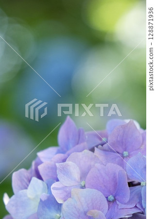 Light purple fluffy hydrangea rainy season bokeh background 128871936