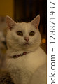 close up of cat 128871937