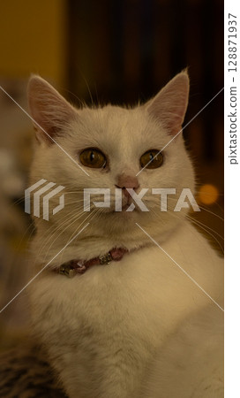 close up of cat 128871937