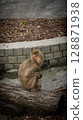 monkey in the forest 128871938