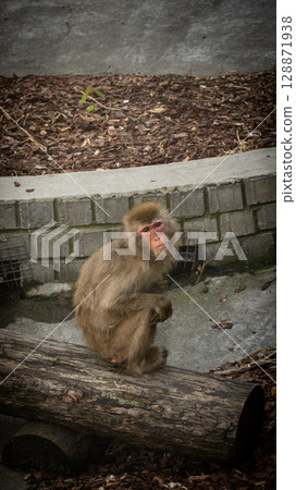 monkey in the forest 128871938