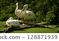 pelican in the zoo 128871939