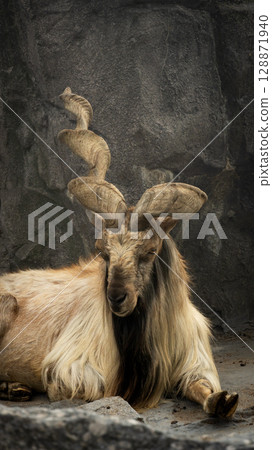 goat in the zoo 128871940