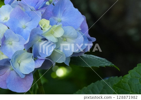 A beautiful gradation of blue-purple hydrangeas - early summer flowers A beautiful gradation of blue-purple hydrangeas - early summer flowers 128871982