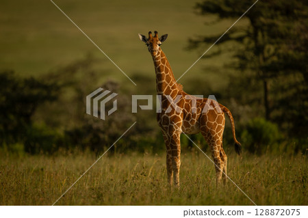 Baby reticulated giraffe stands turning to camera 128872075