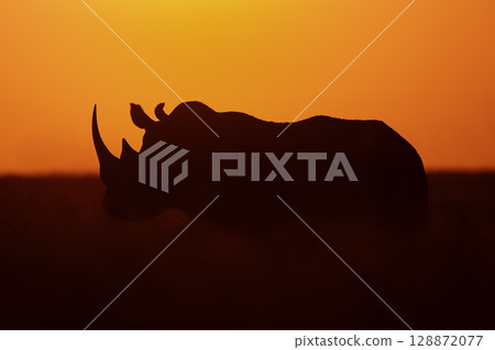 Black rhino stands on horizon at dawn 128872077