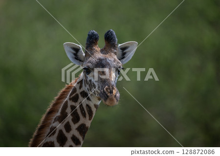 Close-up of female Masai giraffe watching camera Close-up of female Masai giraffe watching camera 128872086