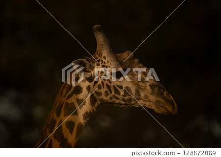 Close-up of Masai giraffe head in shadows 128872089