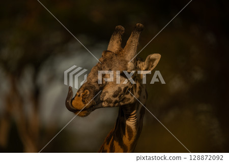 Close-up of Masai giraffe sticking out tongue 128872092