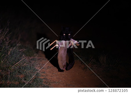 Female black leopard carrying dik-dik towards camera Female black leopard carrying dik-dik towards camera 128872105