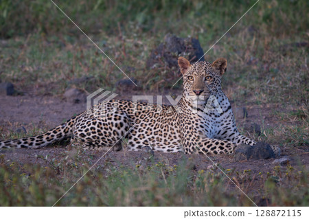Female leopard lies in clearing turning head Female leopard lies in clearing turning head 128872115