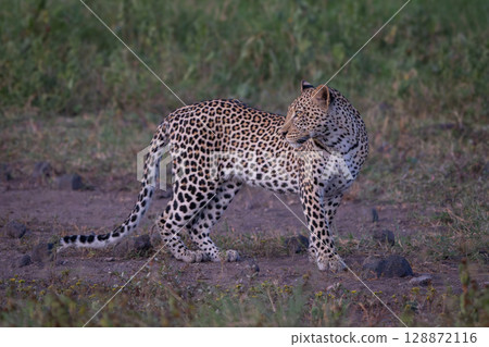Female leopard stands looking back over shoulder Female leopard stands looking back over shoulder 128872116