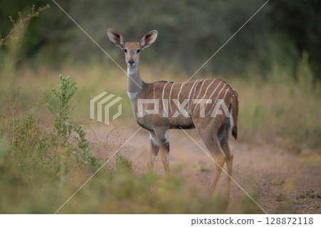 Female lesser kudu on track watching camera Female lesser kudu on track watching camera 128872118