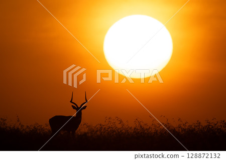 Impala stands silhouetted on horizon facing camera Impala stands silhouetted on horizon facing camera 128872132