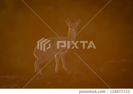Klipspringer stands on lava flow at sunrise 128872133