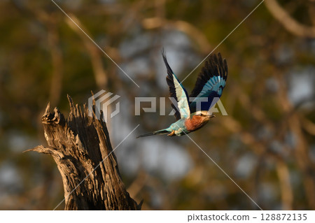 Lilac-breasted roller flies off from dried-up stump Lilac-breasted roller flies off from dried-up stump 128872135