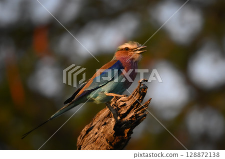 Lilac-breasted roller opens beak on dead stump Lilac-breasted roller opens beak on dead stump 128872138